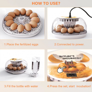 Egg Incubator, 12 Eggs Incubator - Image 3